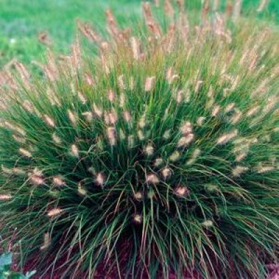 Pennisetum little bunny